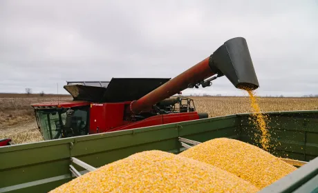 Українська кукурудза зростає у ціні