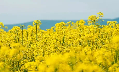 Світові та українські ціни на ріпак зростають на тлі нафтових прогнозів