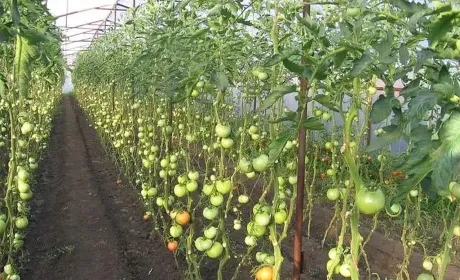 Теплична галузь закликає зберегти антидемпінгові мита на овочі з Туреччини