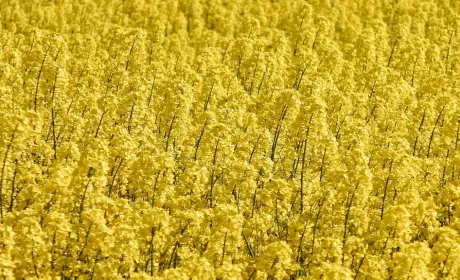 Попереду новий врожай: як змінюються ціни на ріпак