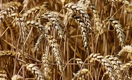 На експортному ринку України продовжують знижуватись ціни на фуражну пшеницю