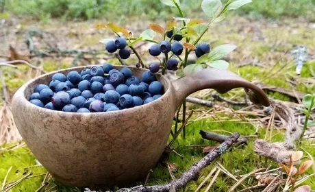 Україна утримує лідерство на ринку органічних ягід Європейського Союзу