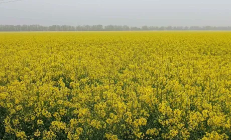 В Україні стрімко знижуються форвардні ціни на ріпак нового врожаю