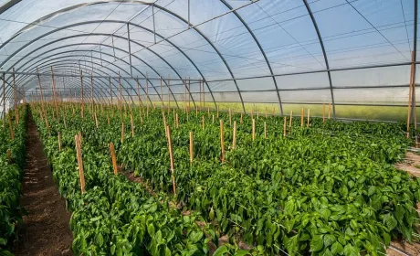 Нова економічна реальність для українських теплиць: як євроінтеграція та декарбонізація змінять галузь
