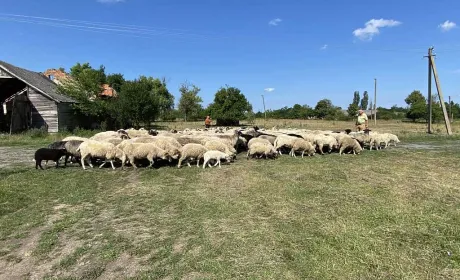 Стимули для відновлення тваринництва: держава компенсуватиме витрати на розведення овець та кіз