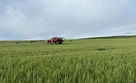 Захист озимої пшениці в період цвітіння: на Одещині провели фунгіцидні обробки