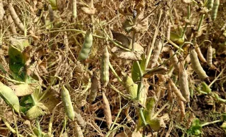 Жнива-2026 на Одещині: у Tekom Agro Group готуються до збирання першого врожаю зимуючого гороху