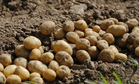 В Україні дешевшає картопля через початок масового збирання врожаю