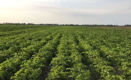 Аномальна погода на Волині знищила колорадського жука, але загрожує врожаю картоплі