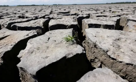 Україна ризикує втратити до 20% врожаю кукурудзи та 15% соняшнику