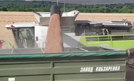 МХП продовжує збирати озиму пшеницю і ріпак