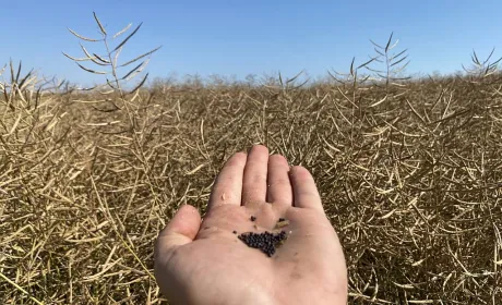 Пропозиція ріпаку перевищує попит: ціни падають