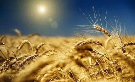 Спека в Німеччині: фермери не очікують високих врожаїв