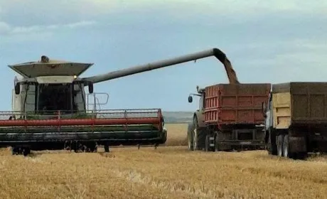 Tekom Agro Group завершив збір твердої пшениці