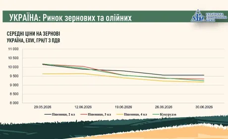 Підсумки червня на ринку зернових та олійних