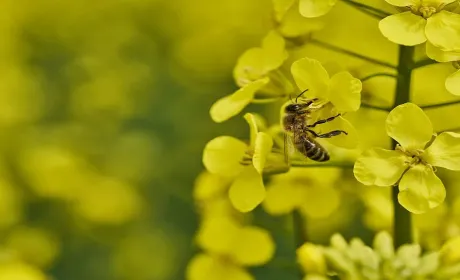 KWS посідає провідні позиції на європейському ринку гібридного ріпаку