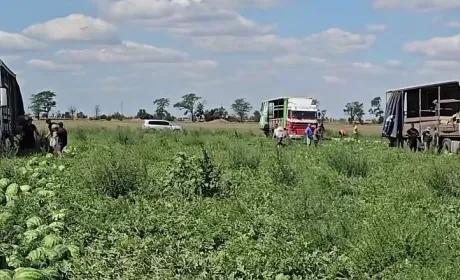 На Херсонщині планують зібрати 25 тисяч тонн кавунів