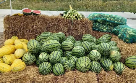 Україна очолила рейтинг найактивніших торговців плодоовочевою продукцією