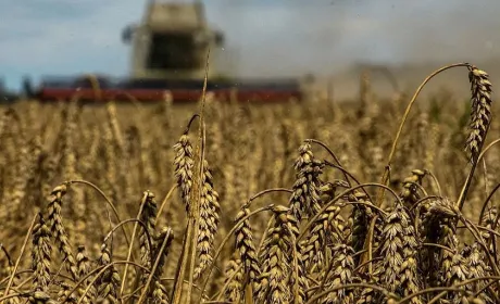 Закупівельні ціни на пшеницю в портах Одеси знизилися