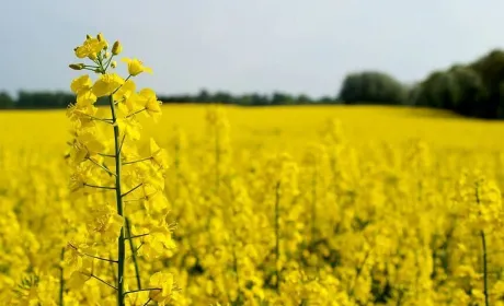 Внутрішні ціни переробки ріпаку в Україні зрівнялися з експортними