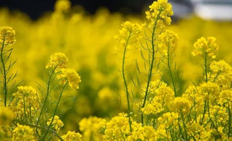 Експерти прогнозують зростання цін на ріпак
