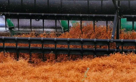 У господарствах Tekom Agro Group оцінили перспективність вирощування сочевиці