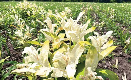 Вплив ваточника сирійського  на продуктивність кукурудзи