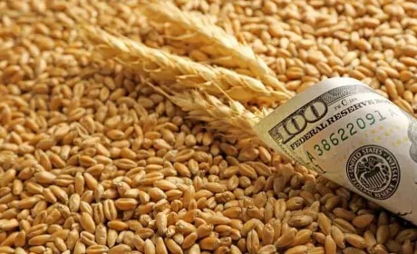 Агросектор ризикує втратити до 1 млрд доларів через обмеження експорту