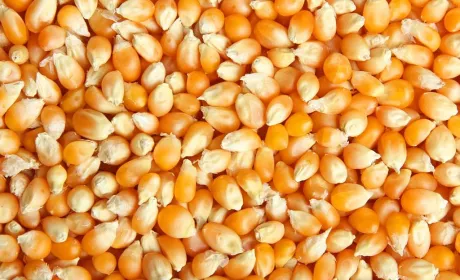 USDA знизило прогноз світового виробництва кукурудзи