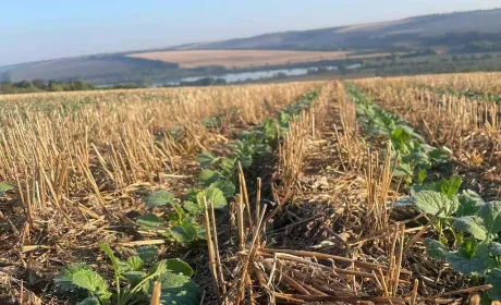 На ролях Агрофірми «Ольгопіль» сходить ріпак