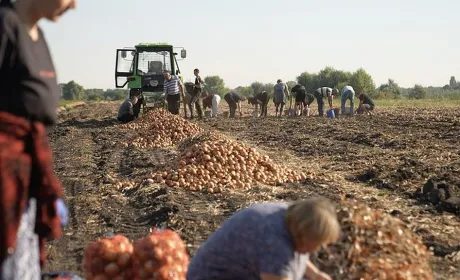 Переселенці допомагають фермерам Черкащини збирати врожай