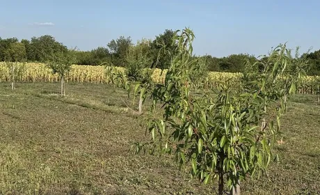 Переселенці з Херсонщини заснували єдиний в Україні розплідник мигдалю