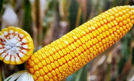 Прогноз виробництва кукурудзи в Європі знижено через посуху 