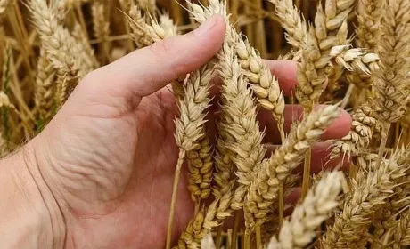 USDA підвищило прогноз врожаю пшениці в Україні
