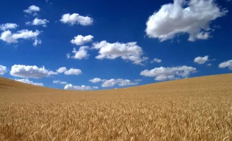 Різниця цін між продовольчою та фуражною пшеницею зростає