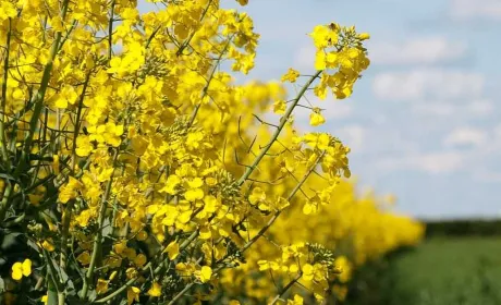 Німеччина імпортувала 52% українського ріпаку