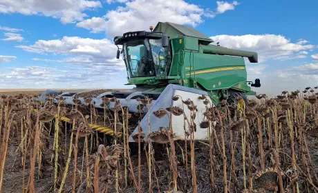 Врожайність соняшнику в Tekom Agro Group перевищила показники минулих років