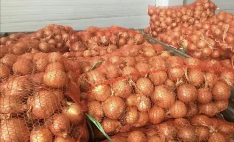 Відпускні ціни на цибулю знижуються