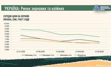Підсумки серпня на ринку зернових та олійних