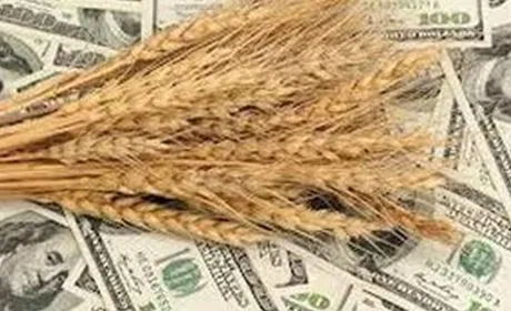 Скорочення агроекспорту посилило тиск на валютний ринок