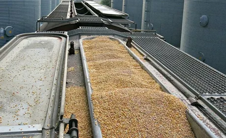 Від початку сезону Україна експортувала понад 3,7 млн тонн зерна