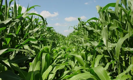Vylor та Rainbow Crops об’єднують зусилля для прискорення розробки нових ознак кукурудзи за допомогою редагування геному