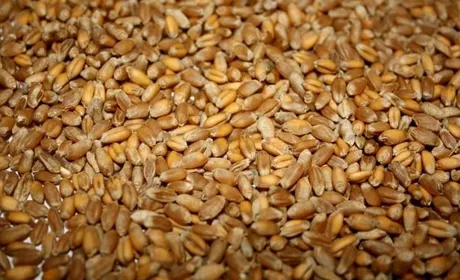 Світові ціни на пшеницю впали на 4–5,4%