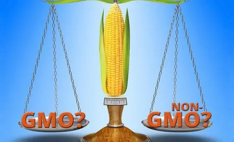 Кабмін затвердив порядок моніторингу ГМО на ринку