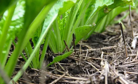 Особливості застосування системи No-till в точному землеробстві в умовах Західного Лісостепу