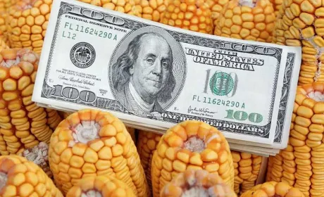 Україна подвоїла постачання кукурудзи до Євросоюзу