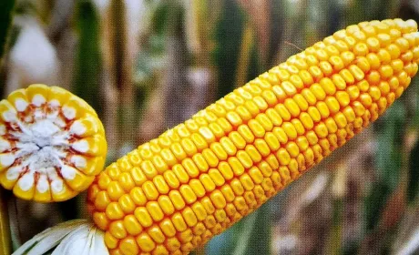 Закупівельні ціни на кукурудзу в Україні знизилися