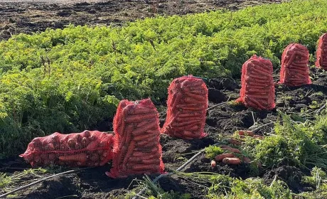Овочівники Черкащини скоротили посіви через нестачу працівників