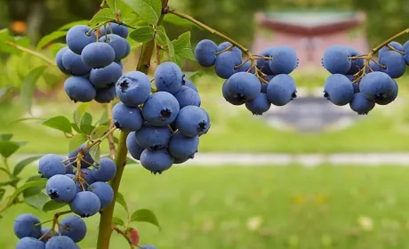 В Україні офіційно завершився сезон свіжої лохини