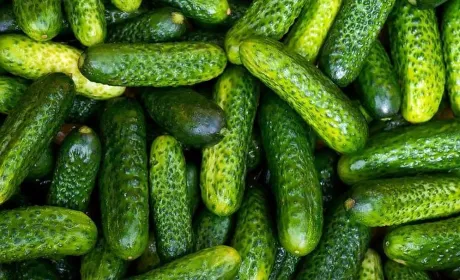 На овочевому ринку України скорочується пропозиція огірків